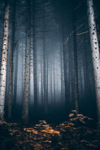 Trees in forest during autumn