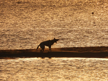 Silhouette horse in a sea