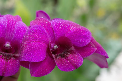 Close-up of wet purple flowers blooming outdoors