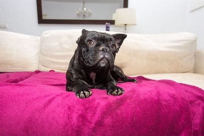 Portrait of black dog relaxing on bed at home