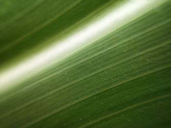 Full frame shot of green leaves