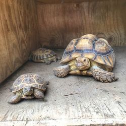 High angle view of tortoise on wood