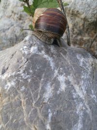 Close-up of lizard on rock