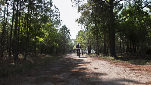 Rear view of man walking on road amidst trees in forest