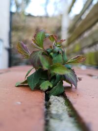 Close-up of fresh green leaves on table