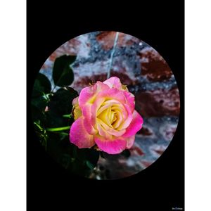 Close-up of pink rose flower in black background