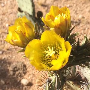 Close-up of yellow flower