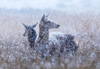 Close-up of a horse on snow