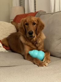 Portrait of dog sitting on sofa at home