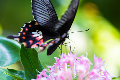 Close-up of butterfly pollinating on flower