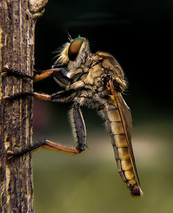 Close-up of bee