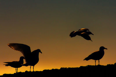 Silhouette birds flying against sky during sunset