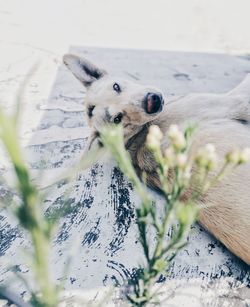 Portrait of dog sticking out tongue