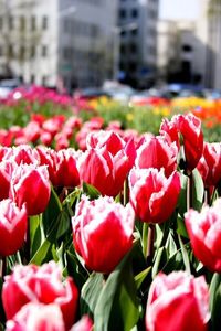 Close-up of tulips blooming in city