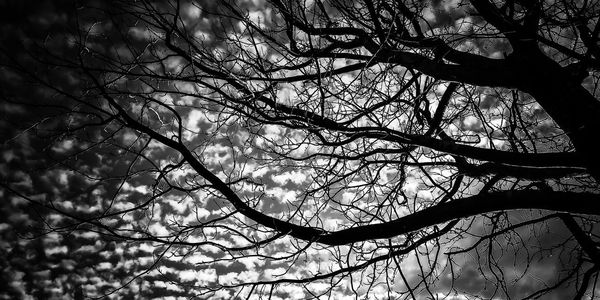 Low angle view of bare tree against sky