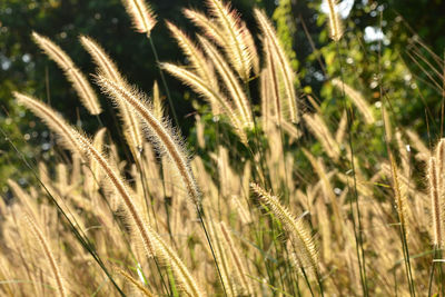 Close-up of wheat plants on field