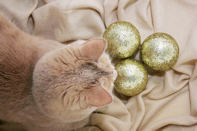 Red cat on a sand-colored blanket next to three golden christmas toys balls. the view from the top. 