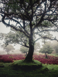 Trees on landscape against sky