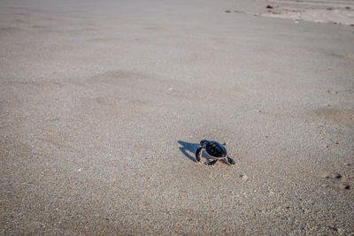 High angle view of crab on sand