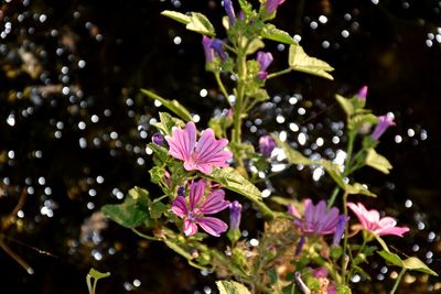 Close-up of fresh pink flower