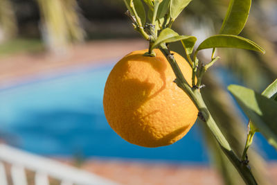 Close-up of fruit growing on tree