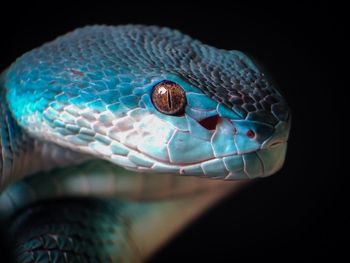 Trimeresurus insularis blue head 