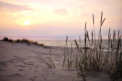 Plants growing on beach against sky during sunset