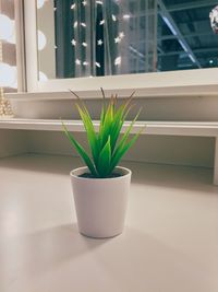 Close-up of potted plant on window sill