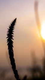 Close-up of silhouette plant against sky during sunset