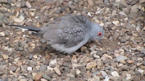 Close-up of bird