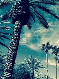 Low angle view of palm trees against sky