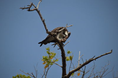 View of eagle perched on tree and eating fish