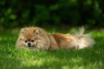 View of a dog on field