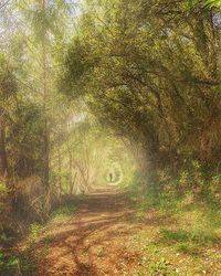 Pathway along trees in forest