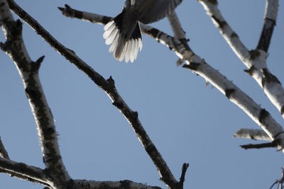 Low angle view of bird on branch against sky