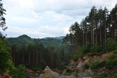 Scenic view of forest against sky