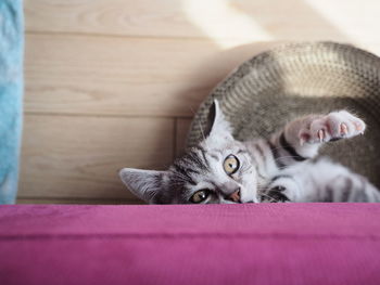 Close-up portrait of a kitten