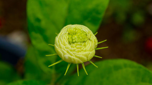 Close-up of green rose on leaf