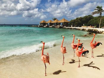 Flamingos at the beach