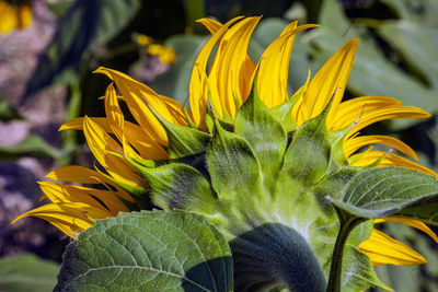 Close-up of sunflower on plant