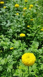 Close-up of yellow flowers