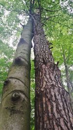 Low angle view of tree trunk