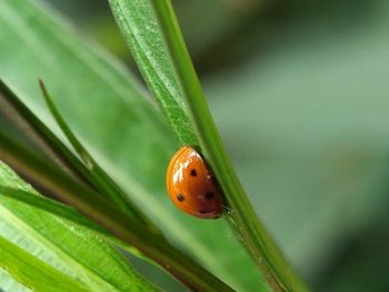 Close-up of ladybug on plant