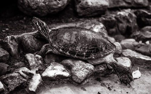 Close-up of turtle on rock