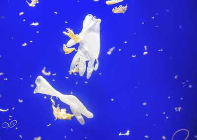 View of jellyfish swimming in sea