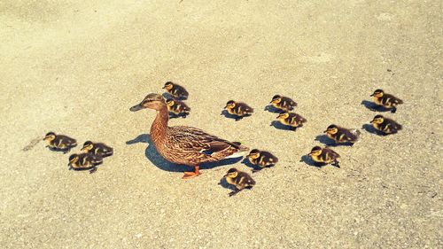 High angle view of birds on sand