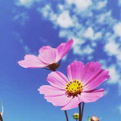 Close-up of pink flower blooming against sky