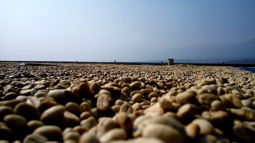 Surface level of pebble beach