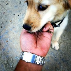 Close-up of dog with hand