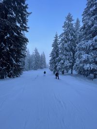 Snow covered land and trees against sky